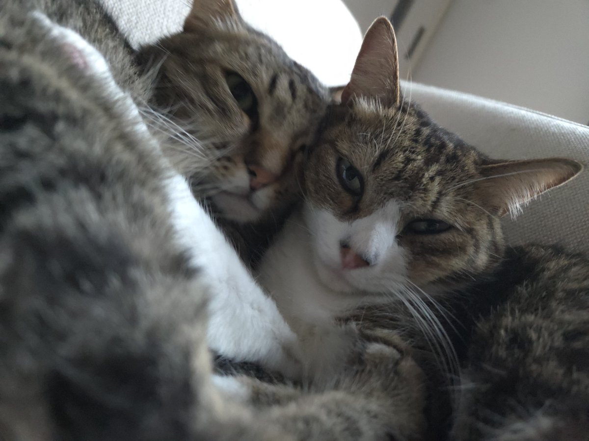 vASAMATIv's tweet image. 仲良いね君ら