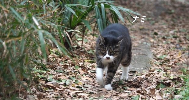 昨日の多摩ねこ、ナミ(♀)。ご飯の時間以外はうまく草むらに身を潜め、その中を縫うように上手に移動できる猫なので今まで特に虐待や嫌がらせなどを受けたことのない猫。河原はそろそろ本格的に寒くなってきたので風邪ひかないようにしっかり食べて、頑張れ、多摩ねこ !