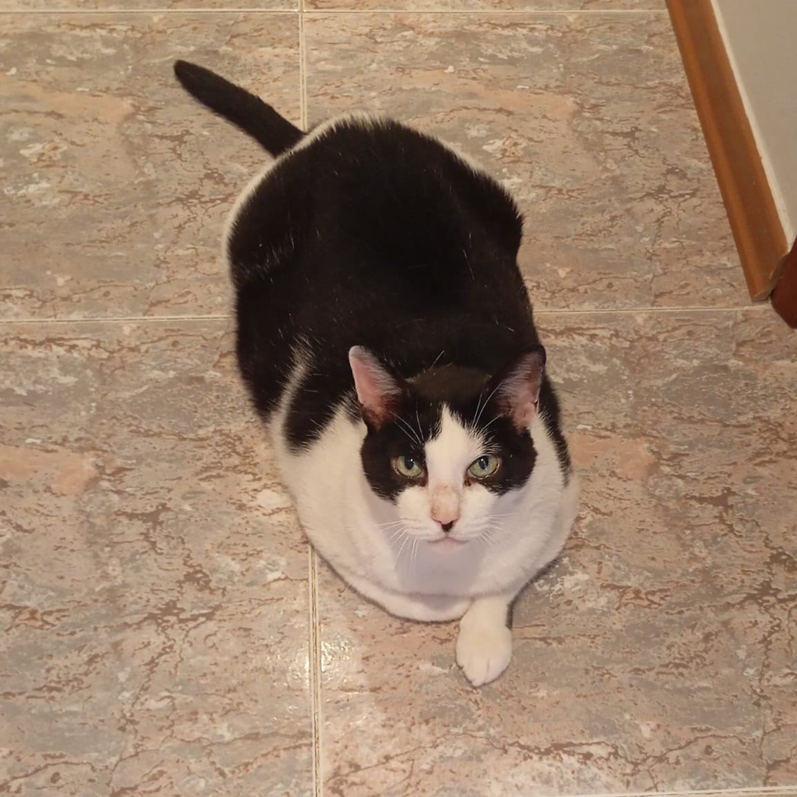 até sempre, amar-te-ei sempre meu Tobby. 🤍