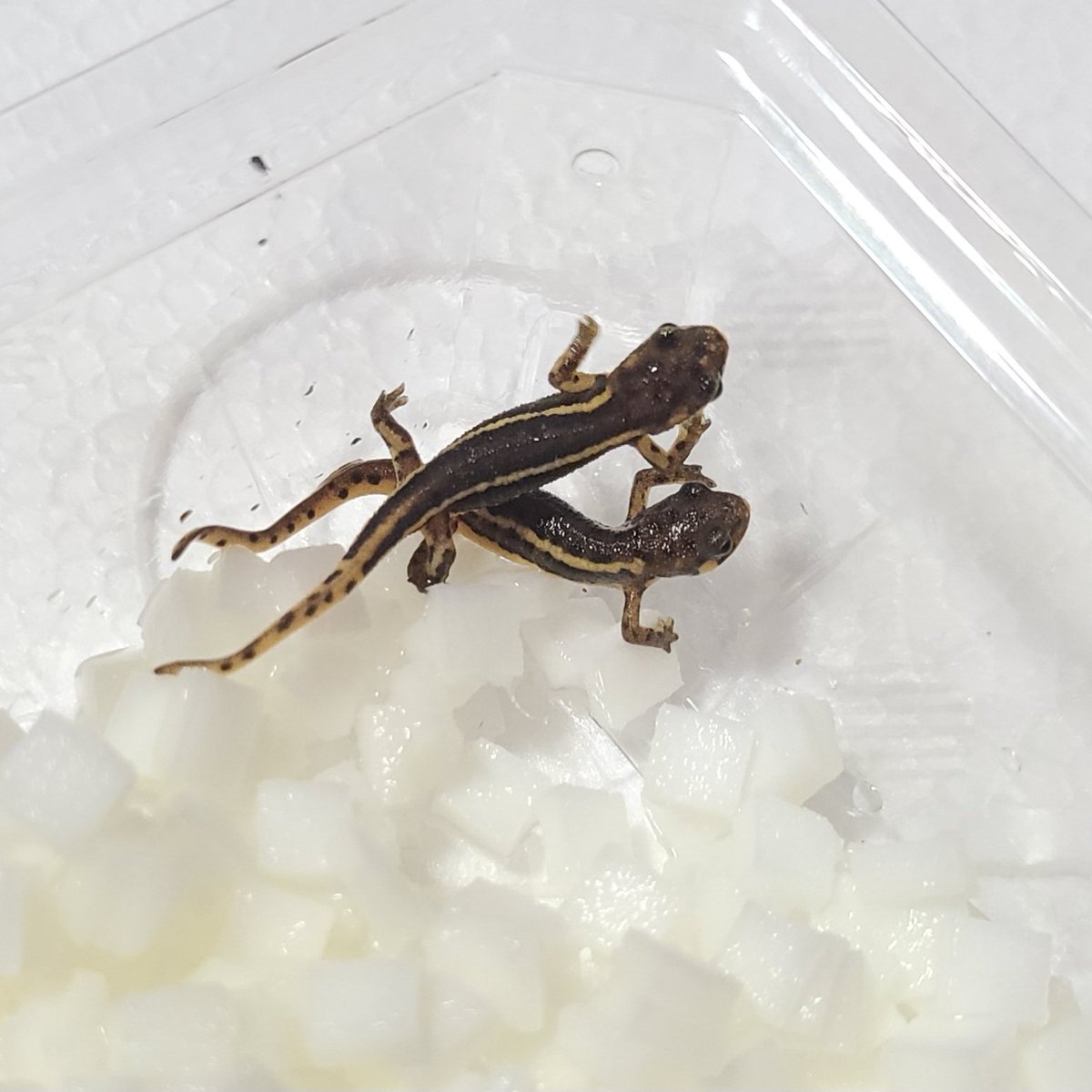 アカハライモリ(福江島) 毎回好評です。 しかしまだイトメしか食べませ