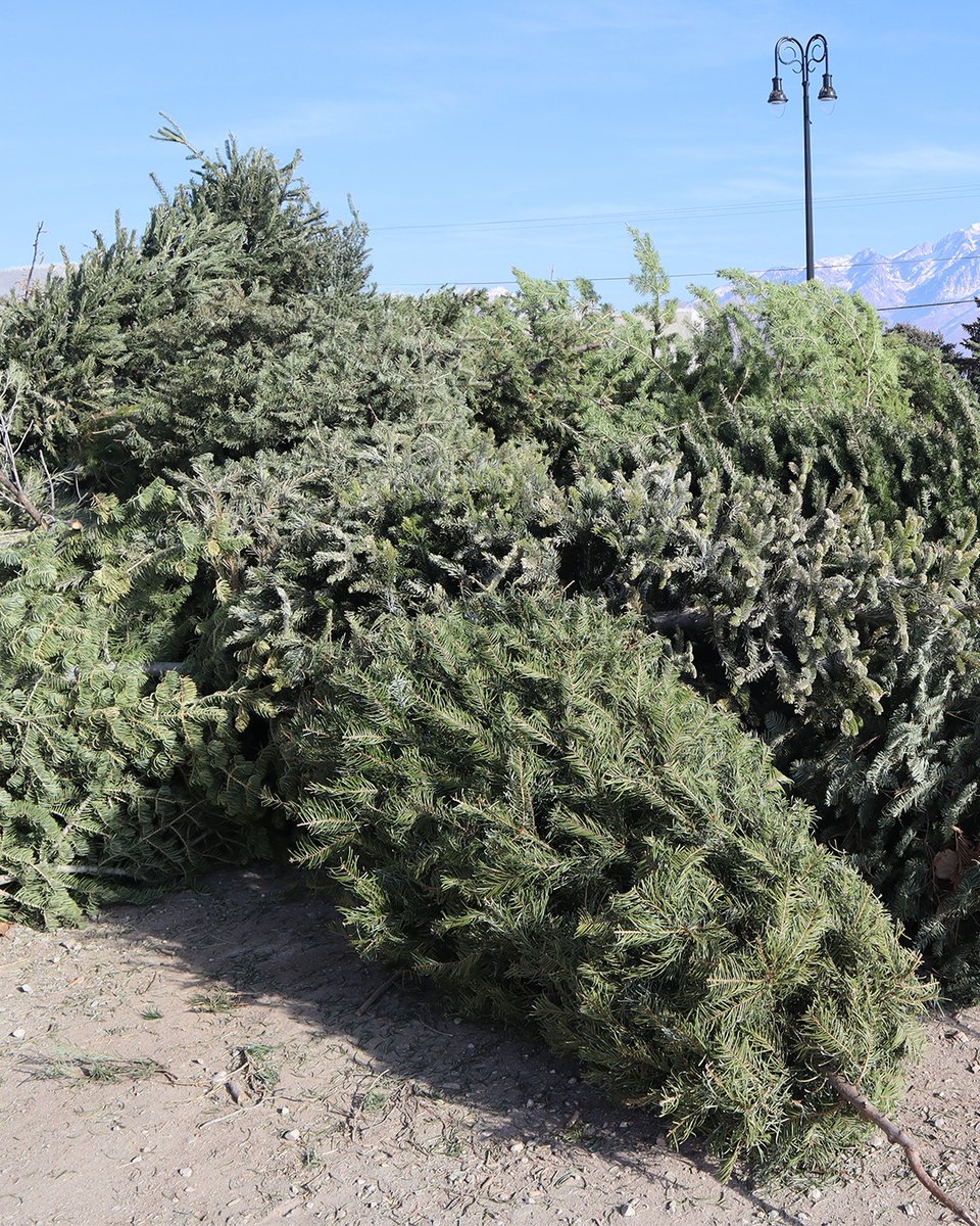 ♻️🌲 Properly dispose of your live Christmas tree at one of our drop-off locations: Centennial Park, Monarch Meadows Park, or Riverton Rodeo Arena. Open December 26 through the end of January.