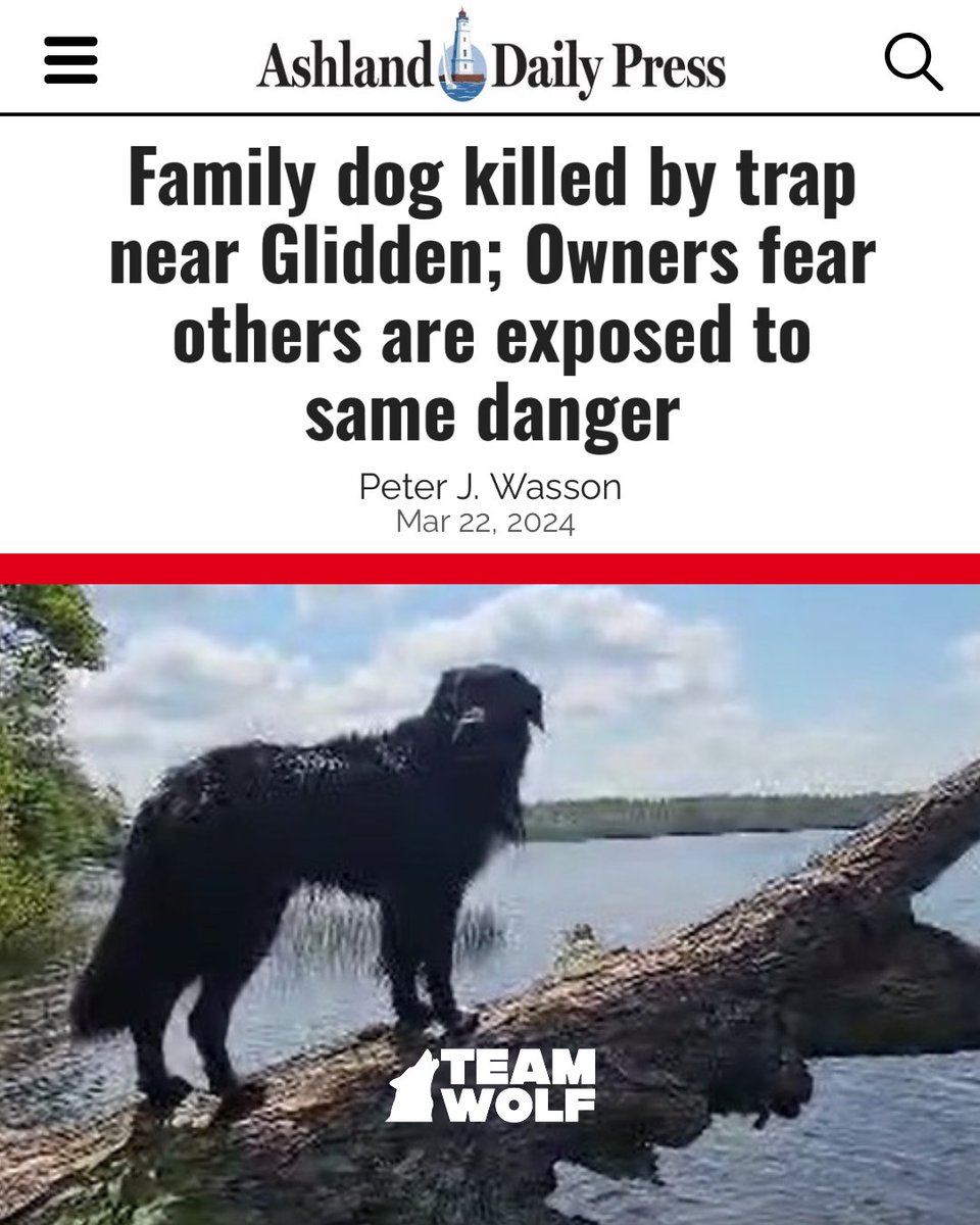 teamwolf_org's tweet photo. Dogs have often been mistaken for wolves and killed, a tragic result of the hatred wolves face in the U.S. From brutal hunts to extreme anti-wolf laws, attacks on wolves are relentless. 🐺 Remember: #AllDogsComeFromWolves. Help protect wolves now at https://t.co/yNJDa39xnO ! https://t.co/PiOKMCHmyt