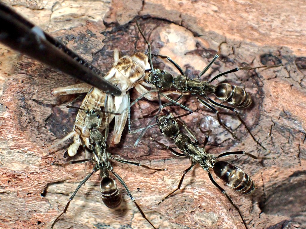 ありお手 (@c90UEGv3HUTi5oz) / Posts / X