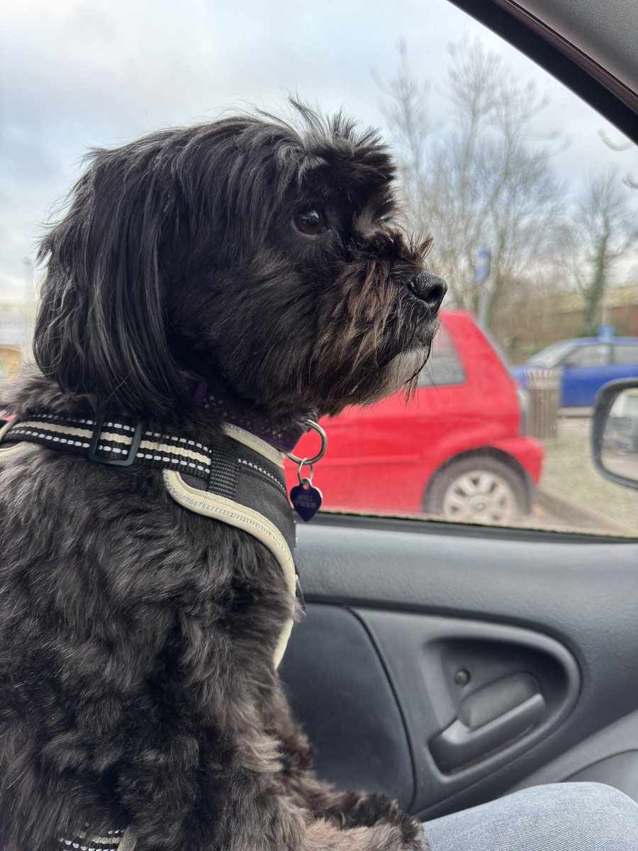 Ready for her Boxing Day stroll
