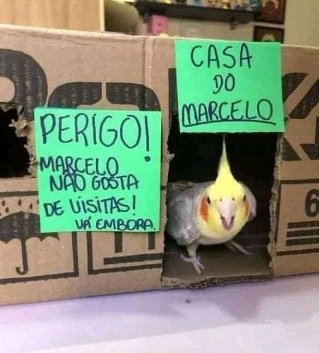 Traficante de Memes tweet media