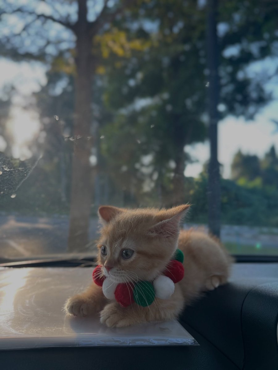 cutest cats (@cutestscats) on Twitter photo 