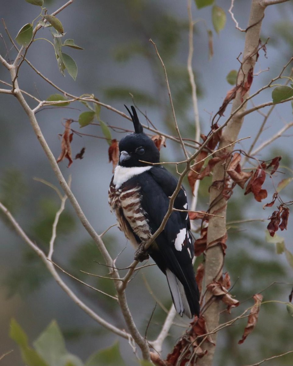 Saket Badola tweet media