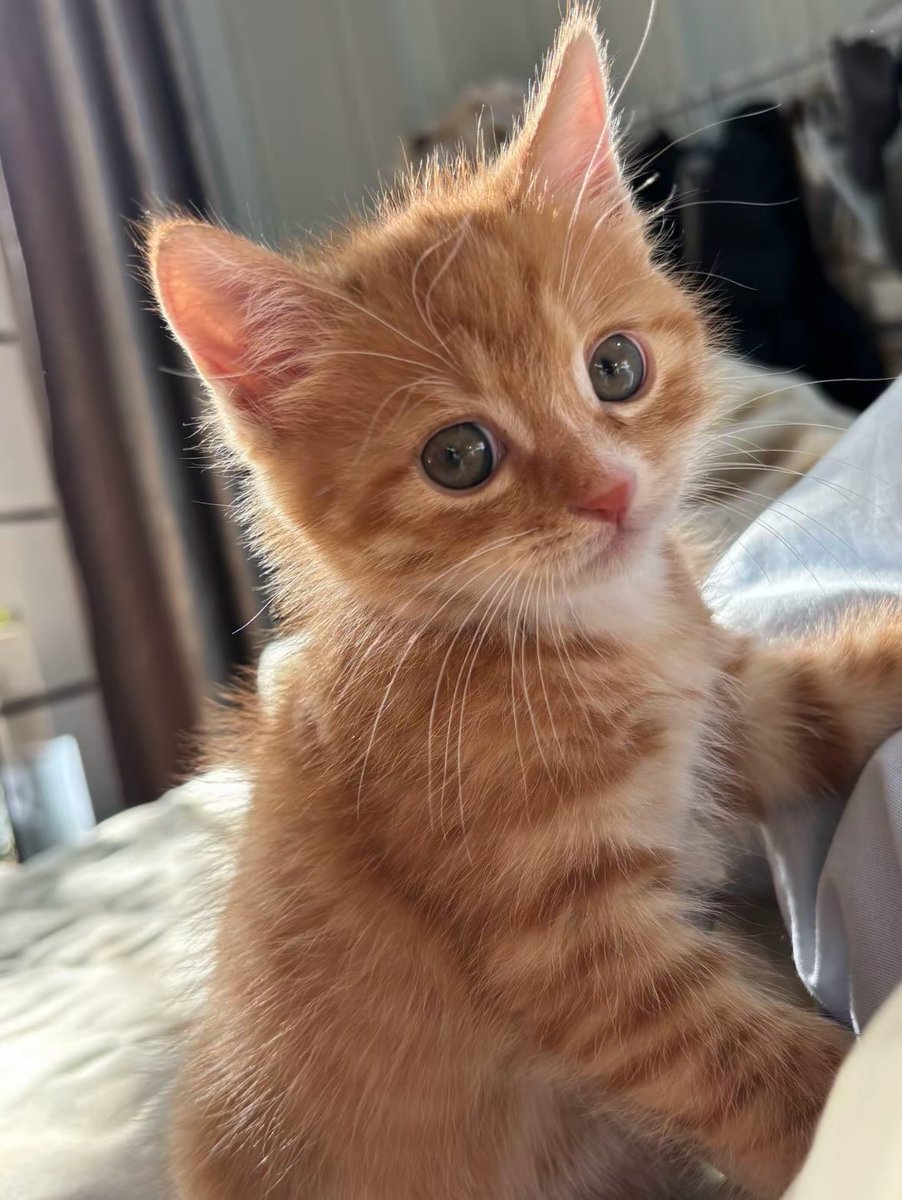 cutestscats's tweet image. 