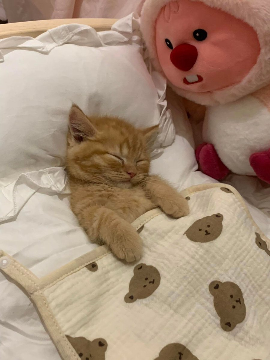 cutest cats (@cutestscats) on Twitter photo 