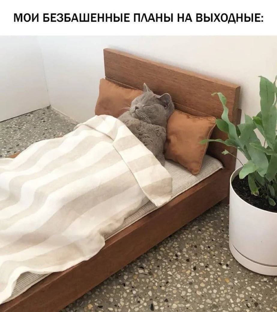 cats, i love cats (@catsilcats) on Twitter photo 