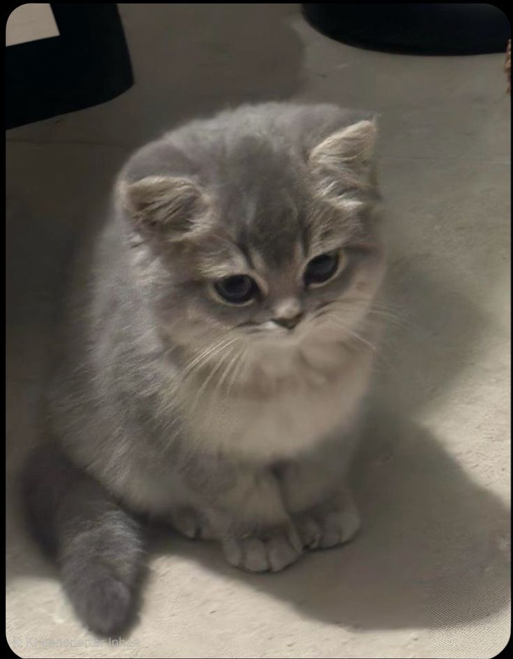 cutest cats tweet media