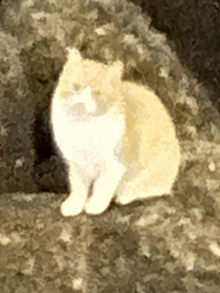 やっぱ久々のライブだから歌の練習とかしてみてるんだけど自分の歌詞とか歌い方とかもう色々ハイカロリー過ぎてリピートがしんど過ぎて続かない。もう自分に笑ってます。自分自身にこんな冗談が言える様になって良かったと思う。