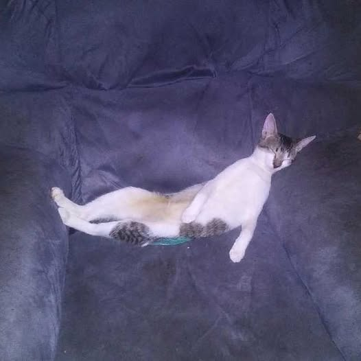 DEI_Greta's tweet photo. Think kitty needs an intervention, anyone want to attend?
BYOB π»ποΈππ«Ά
.....#drunkkitty https://t.co/gl3lhcGybX