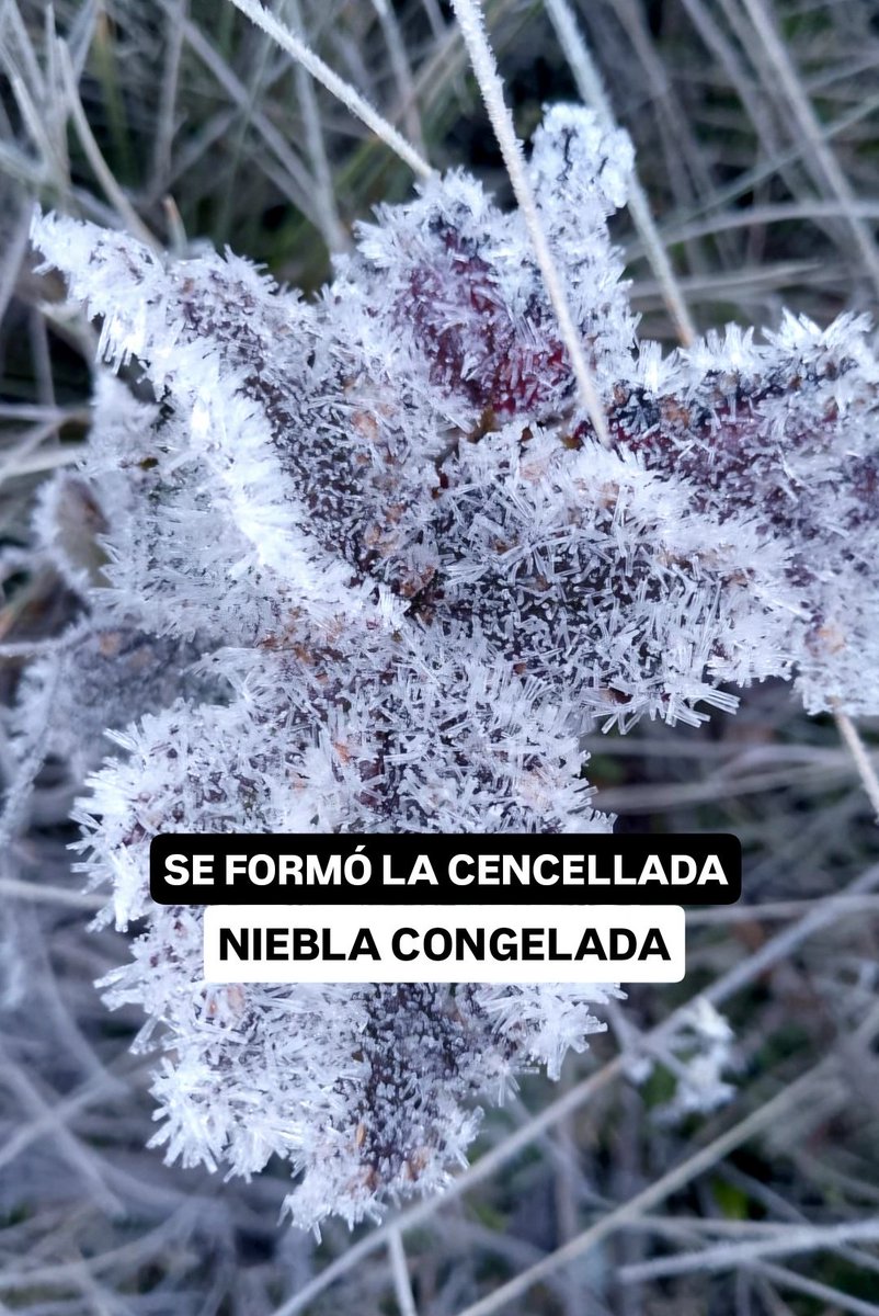JeanSuriel's tweet photo. 🔵🔵TOMEN NOTA | La primera helada extrema de la temporada frontal 2025-2026 en Valle Nuevo, Constanza, se ha registrado esta madrugada con una temperatura mínima de -7.3°C: esto fue posible por la influencia de la masa de aire polar sobre República Dominicana.

🔵Además del frío intenso, se formaron cuatro fenómenos invernales impresionantes, propios de las mayores elevaciones montañosas:

⚠️El rocío se congeló sobre la vegetación formando la escarcha y yn manto blanquesino que cubrió los pajones.

⚠️También las gotas de niebla se congelaron sobre los arbustos en formas de agujas de hielo: se formó la cencellada.

⚠️El agua acumulada en el suelo y el subsuelo brotó congelada hacia la superficie: se formaron los cabellos de hielo.

⚠️Y el agua dejada en recipientes a la intemperie, se congeló por las gélidas temperaturas que se colocaron bajo Cero desde anoche a las 9 PM hasta hoy a las 9 AM.

Sigue ⬇️