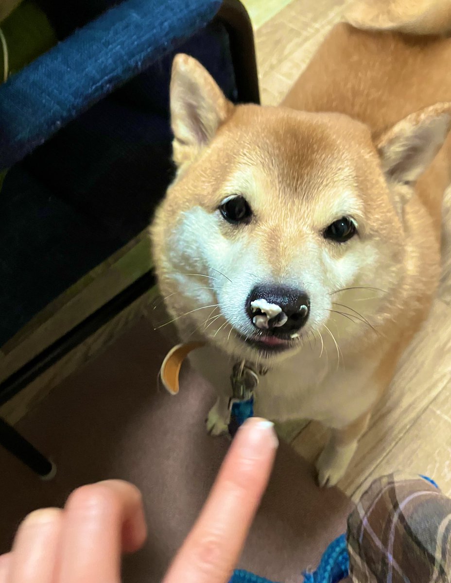 inutsukq's tweet photo. ケーキクリーム舐め犬 https://t.co/xscyYde6Hh