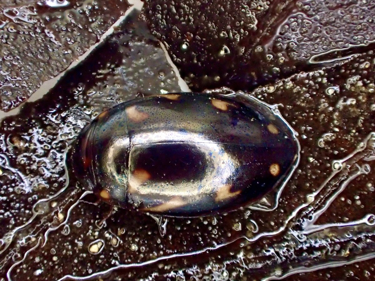 NPO法人こどもとむしの会発行の「きべりはむし」48巻2号が公開されました。今回も兵庫県の貴重な情報が盛り沢山ですよ。

konchukan.net/pdf/kiberihamu…