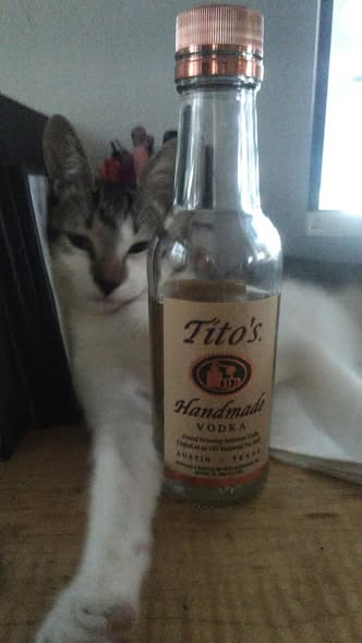 DEI_Greta's tweet photo. Think kitty needs an intervention, anyone want to attend?
BYOB π»ποΈππ«Ά
.....#drunkkitty https://t.co/gl3lhcGybX