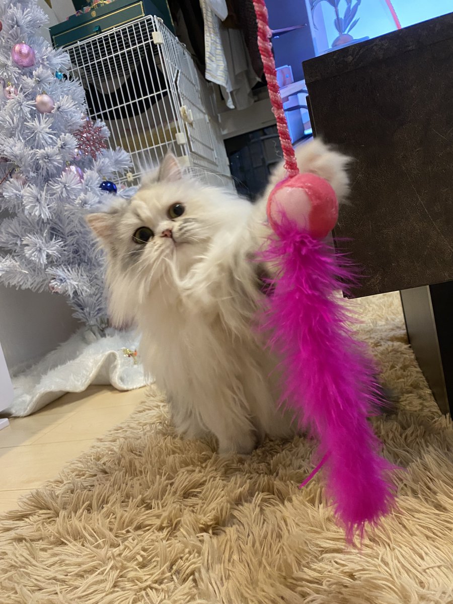 Post by ルナちゃん🎀成長日記🫧 on X: 猫パンチ！！