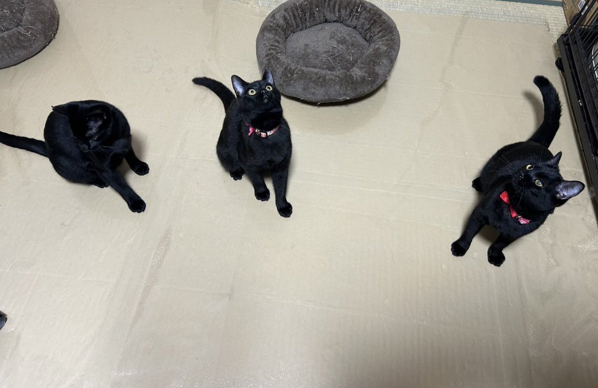 黒猫ーズ🐈‍⬛🐈‍⬛🐈‍⬛