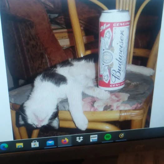 DEI_Greta's tweet photo. Think kitty needs an intervention, anyone want to attend?
BYOB π»ποΈππ«Ά
.....#drunkkitty https://t.co/gl3lhcGybX