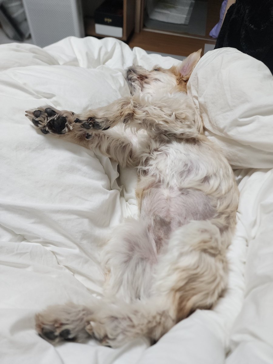 추워졌는데 털이 길어서 그런가 크로는 요즘 이자세로 잘잠 배방구뿌와앙