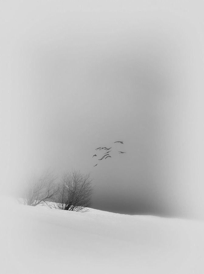 Frances83659171's tweet image. Poni il nome sulla soglia,
come un pane che ancora scotta.
Abita la ferita tra il"qui"e il"mai",
tendi il filo del dire tra i rami
finché l'immobilità non si faccia radice.
Questa è la soglia che salva:
dare agli estinti i nostri occhi,
dare ai viventi il loro silenzio

#Offline