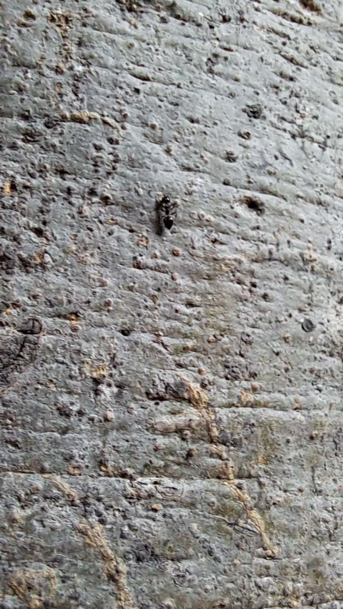 lightseekerusha's tweet image. Not a wall—
a tree trunk, carved by time.
An ant moves across its rough skin,
no ease, no audience, no pause.
Just quiet persistence.
Life doesn’t need smooth paths
to keep going. 🐜🌳

#NatureDiary #NatureSpeaks #QuietStrength #NatureLovers
