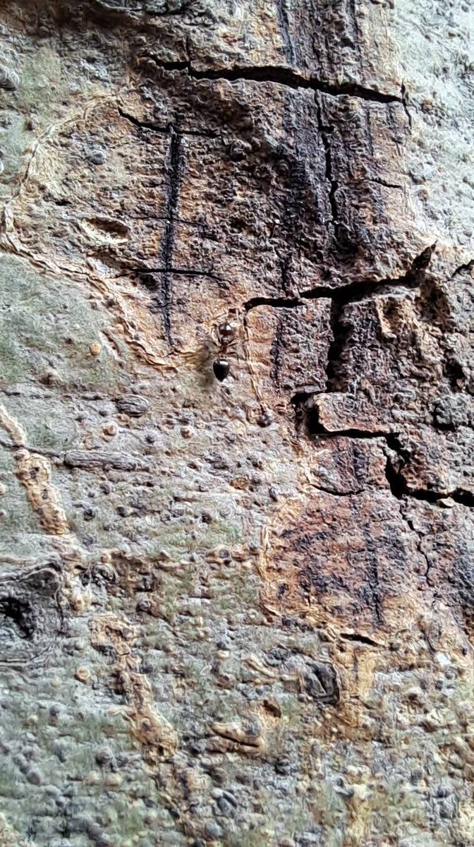 lightseekerusha's tweet image. Not a wall—
a tree trunk, carved by time.
An ant moves across its rough skin,
no ease, no audience, no pause.
Just quiet persistence.
Life doesn’t need smooth paths
to keep going. 🐜🌳

#NatureDiary #NatureSpeaks #QuietStrength #NatureLovers