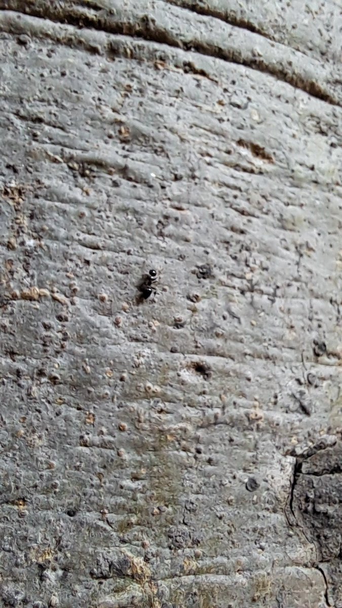lightseekerusha's tweet image. Not a wall—
a tree trunk, carved by time.
An ant moves across its rough skin,
no ease, no audience, no pause.
Just quiet persistence.
Life doesn’t need smooth paths
to keep going. 🐜🌳

#NatureDiary #NatureSpeaks #QuietStrength #NatureLovers