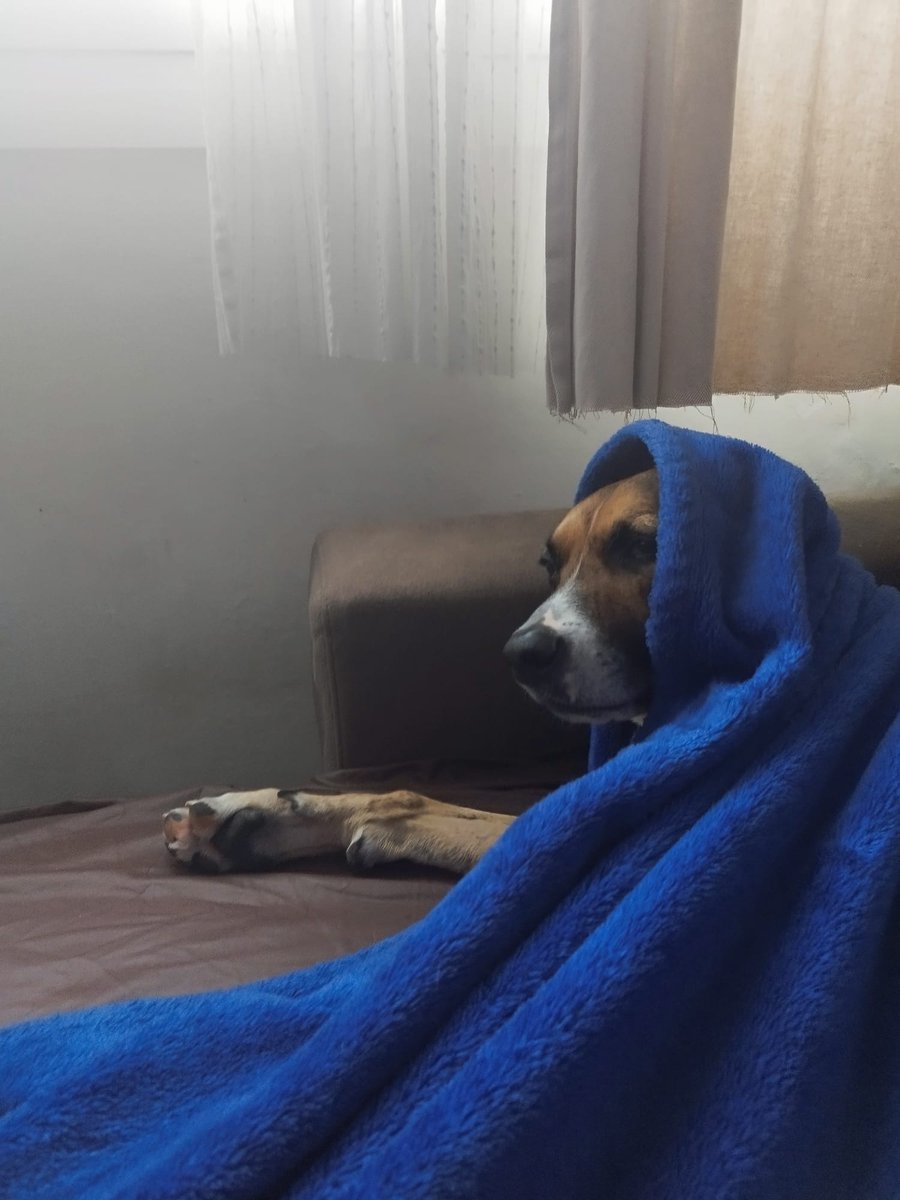 Cherno0804's tweet image. Iggy