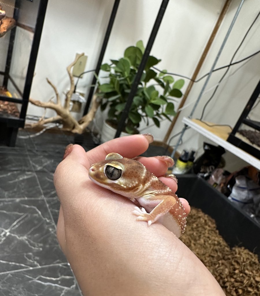 ヒ*ロ様 ☘️ スペシャルイベント☘️ラスト2☘️371 ❤️超希少【カメレオン lien（リアン） 12月26日〜28日激アツ店舗イベント‼️ (@lien_1100