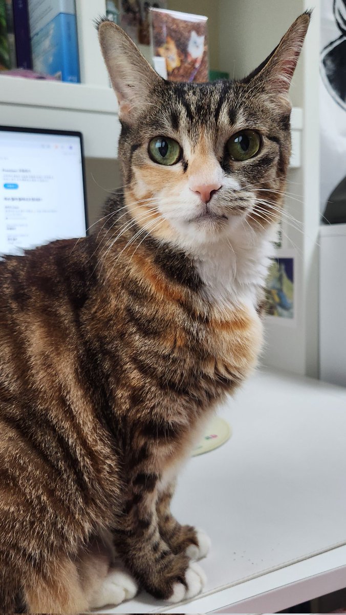 bandal_mzzi's tweet photo. 벌써 올해가 끝나가네요🥺 시간이 너무 빠르다... 여름이랑 모찌를 보필하며 나름대로 잘 지내는 중인데 탐라에 계신 모든 분들 새해에 건강하고 행복하시길 바랍니다 (허공외침) https://t.co/a42Bi7MS1h