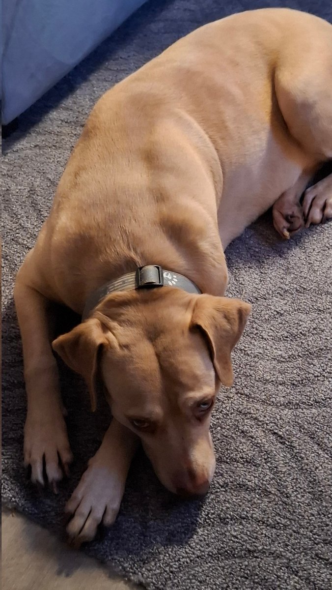 Der Hund von mein Eltern macht es sich zu Weinachten gemütlich 😊