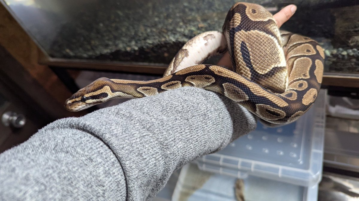 アフリカンロックモニター