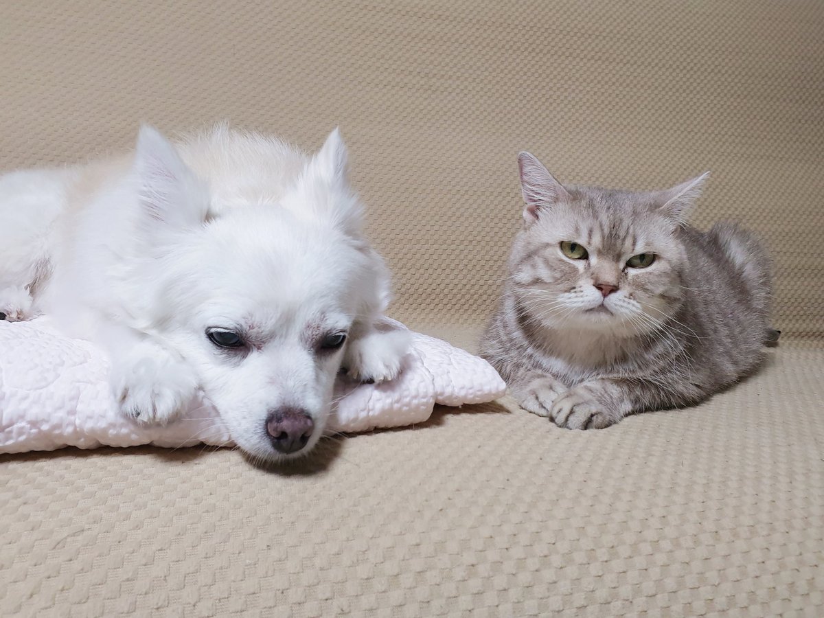 bandal_mzzi's tweet photo. 달래는 아직까지도 꿈에 안 나옴 반지도 나오기까지 반년 정도 걸리긴 했는데 달래는 더 오래 걸리는 거 같다 꿈에 안 나와도 뭐.. 반지랑 잘 지내고 있어서 그런가보다 싶긴 한데ㅋㅋ 보고싶다 강쥐 https://t.co/LKodirH0Rn