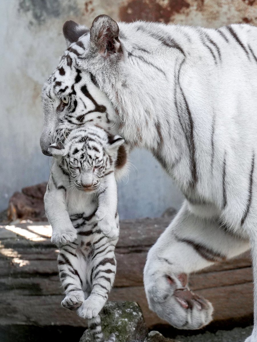 ＊ron＊様 ブレス２点 幸運体質特集(*˘︶˘*).。:*♡シルバーオプシディ シルバーオブシディアンブレスレット - 埼玉県吉川市の天然石専門店