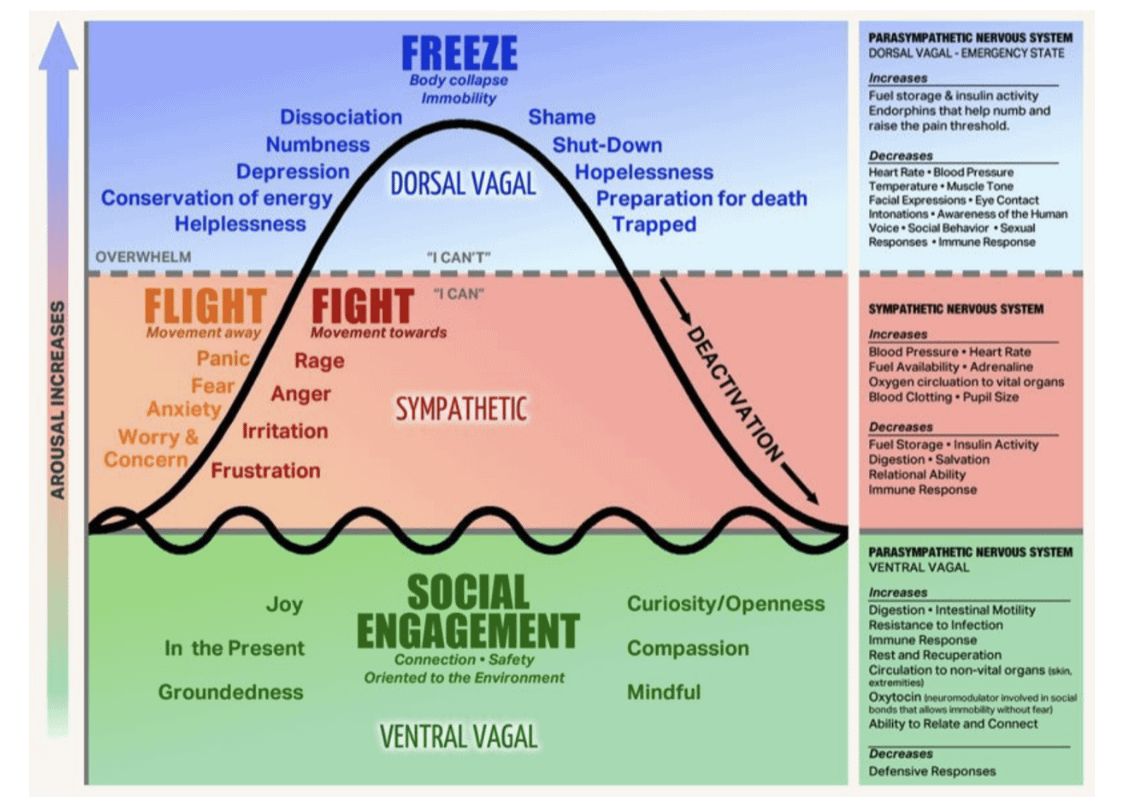 When you experience trauma, your nervous system activates a survival response.  

If the energy isn’t discharged, it gets “stuck” in a loop of stress.  

Over time, this leads to: 
- Hypervigilance (fight/flight) 
- Numbness (freeze) 
- Chronic dysregulation  

Levine’s work