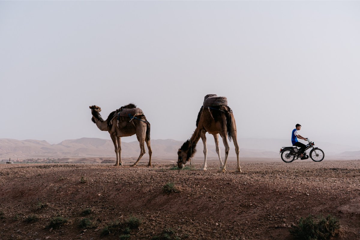 vsco's tweet image. The way wildlife moves through the world invites us to slow down and see differently. 

Explore the full VSCO 100: vsco.co/vsco/journal/i… 

Images by @sannalinn, jauharmg, @papaproductions_, @simonmigaj