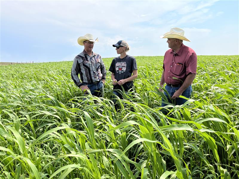USDA_NRCS's tweet photo. Finn Farm Inc. in South Dakota worked with us to address invasive bromegrass. They used chemical suppression and no-till cover crops, and plan to seed the field to permanent vegetation in 2026 using a mix that will enhance the health of the land while improving forage for cattle. https://t.co/qsd0Suh1UL