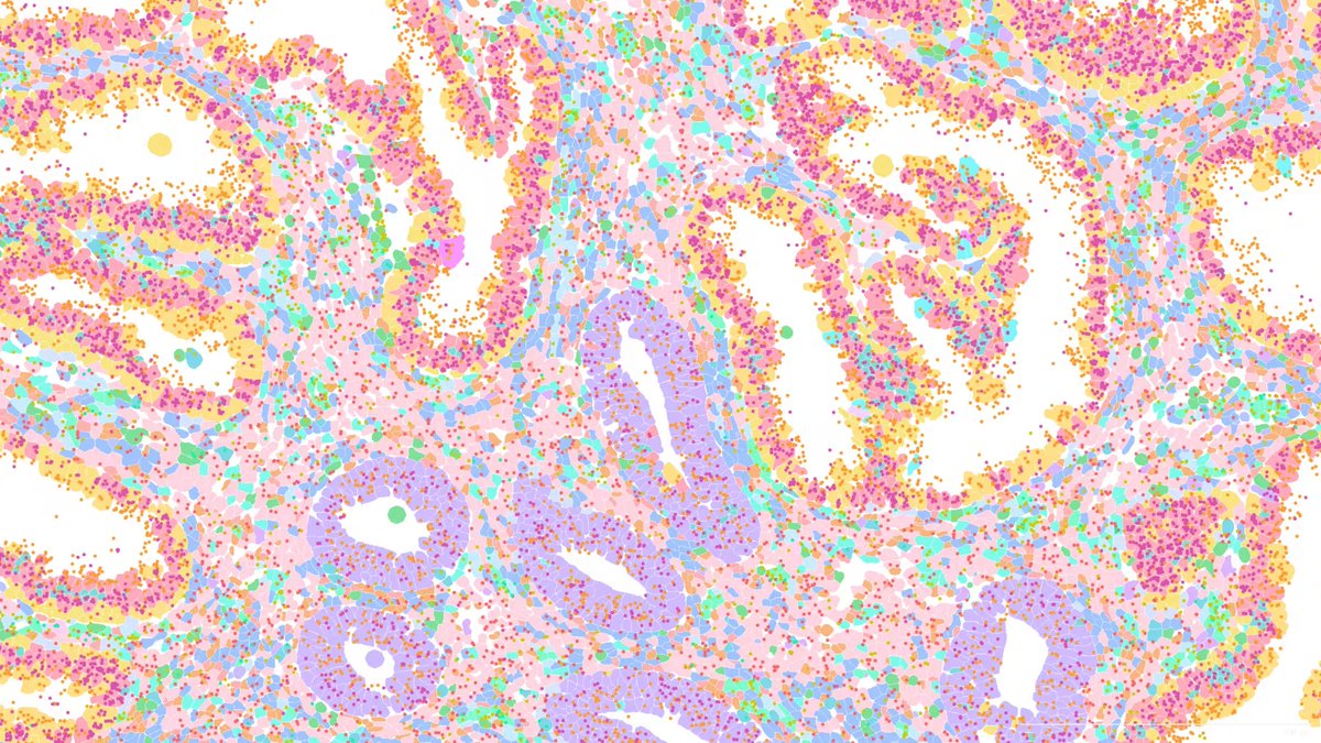 jacksonlab's tweet image. As we head into 2026, we're sharing some of our most popular posts of 2025. This featured image taken at JAX of was our most popular image of the year on social media. It shows a single-cell spatial transcriptomic map of the human endometrium (the inner lining of the uterus). 🔬