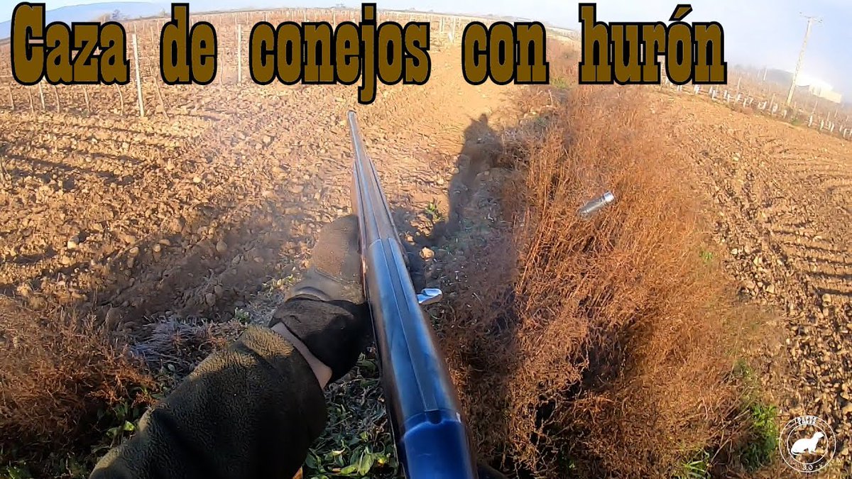 NUEVO VIDEO DE CAZA CON HURON DE <a href="/Pacus911/">Pacus 3.0</a> ‼️⤵️

youtu.be/vm2xuZhj0nU

#huronespacus3 #cazadoresenyoutube #cazamenor #cazaconhuron