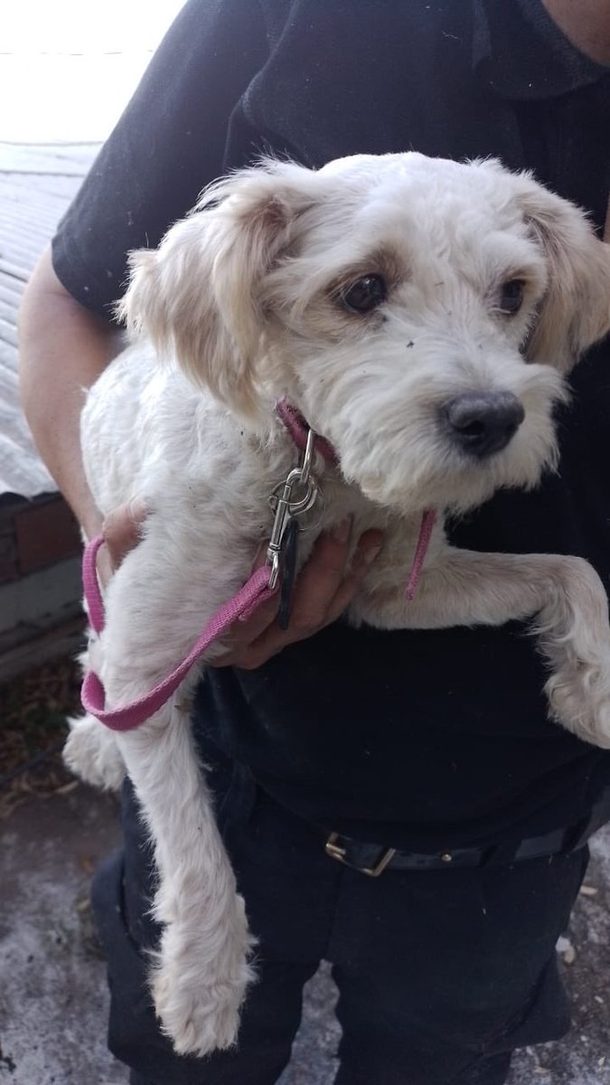 #Ahora una dotación de Bomberos Voluntarios de Rosario trabajó junto a la Policía Ecológica en el rescate de una perrita que había caído en la barranca del Paseo del Caminante en Costa Alta de nuestra Ciudad.

Somos los Bomberos de la Ciudad Autónoma de Rosario

#RescateAnimal