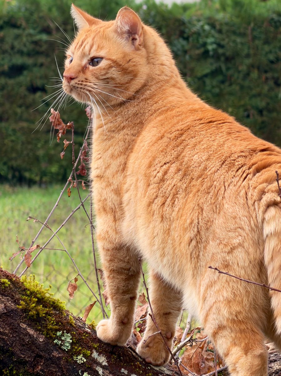 Natsuko🍎🐱🏃🏻‍♀️ tweet media