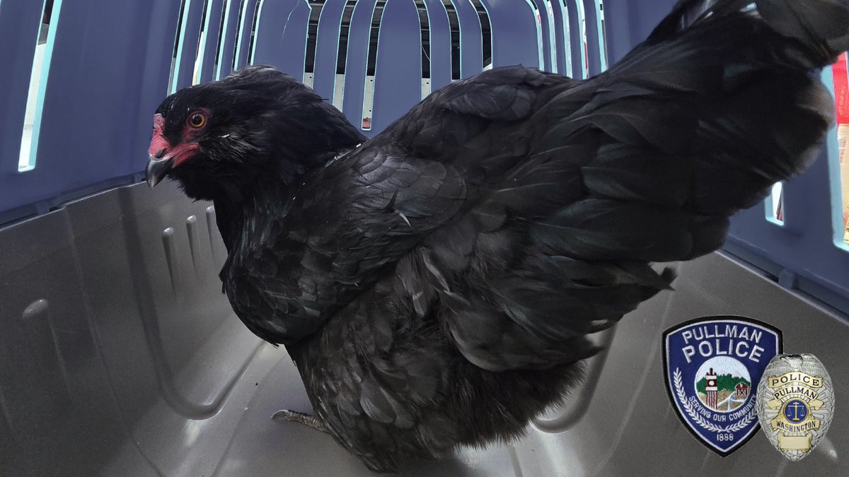 This beautiful bird has been on the run since Christmas Eve, when Code Enforcement located her on SE Taylor. We'd love to get her back to her coop! Give us a call if you know where that is: (509) 334-0802.
#ChickenOnTheLam #FlightRisk #FeatheredFugitive