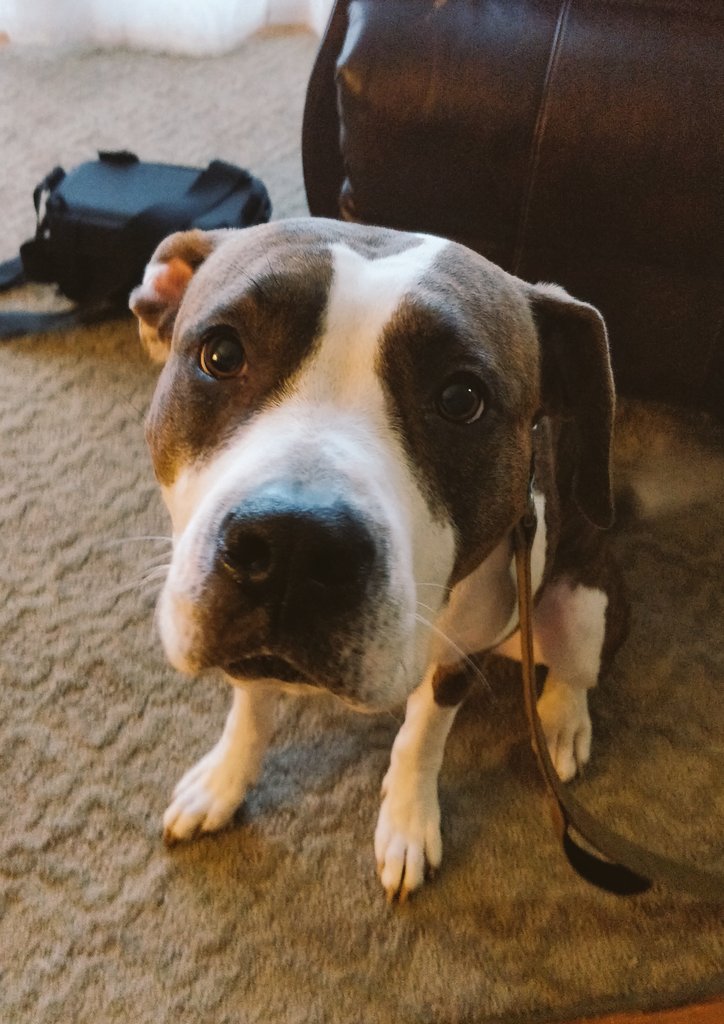 Sauxyan_'s tweet photo. my brothers dog looks like a The Dog https://t.co/T9C8EeBLn8
