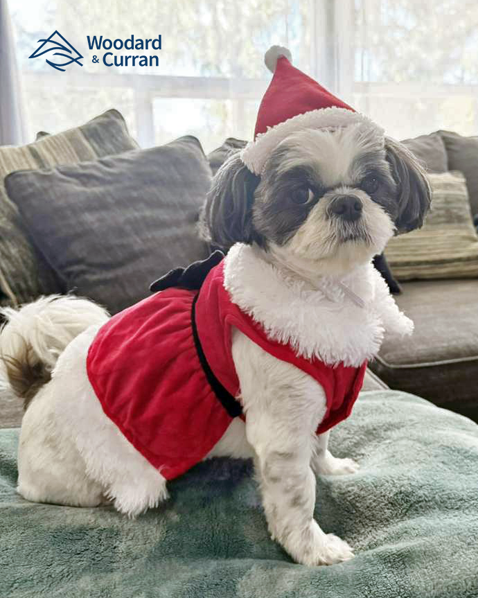 woodardcurran's tweet photo. Snowy Claus is sleigh-ing the holiday fashion game and she is fur-real about spreading cheer! We hope your holidays were paws-itively magical. πΆβοΈ #PetsOfWC #SnowyClaus #HappyHowlidays https://t.co/dx22ZwaIld