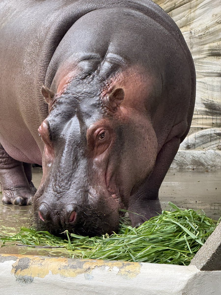 スナフキン (@d6QEn02NunQbmNd) / Posts / X