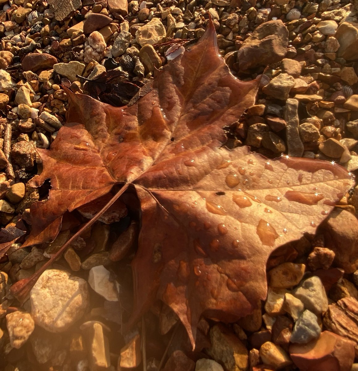 Merry  Christmas
Also... it's Day 10 of the last 12 days of 2025!
Please share your favorite #photo from October of 2025.
#PhotoOfTheYear #Photography #PhotographyonX #fall>>