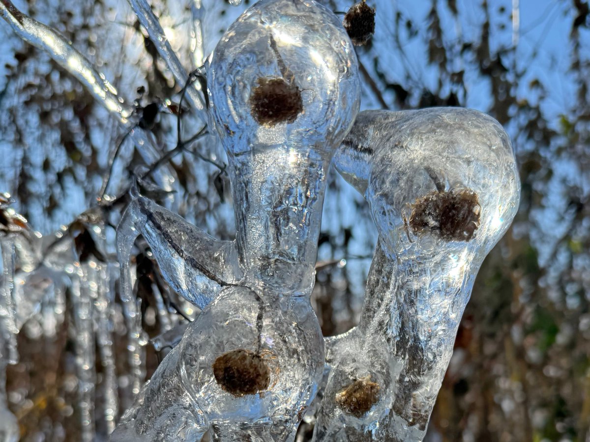 Thick ice downs trees, cuts power in Stone Oak, image size:1200x900