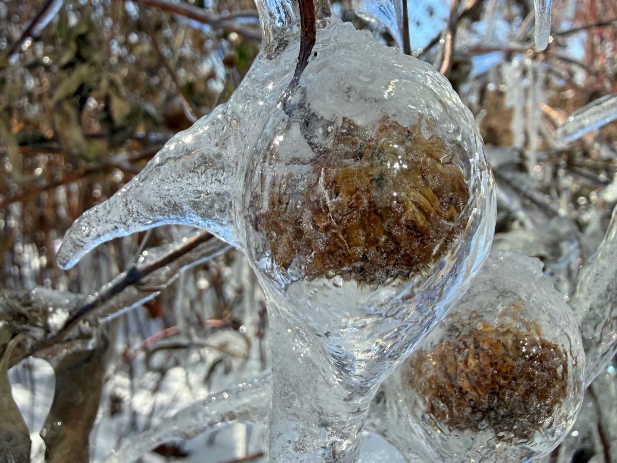 Icicles Hanging From A Tree Branch Symbolizing Freezing Conditions, Winter  And The Beauty Of Nature Stock Photo, Picture and Royalty Free Image. Image  43466848., image size:1200x900